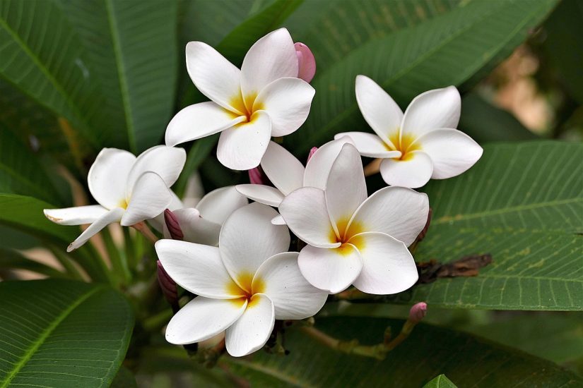 Flower Image